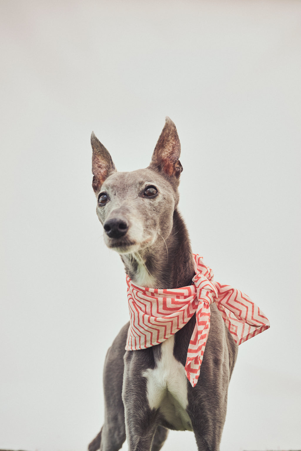 Coco Zig Zag Neckerchief / Head Scarf- Orange